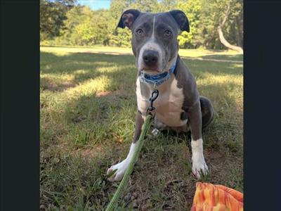 BUCKET, Pit Bull Terrier, young, available for adoption