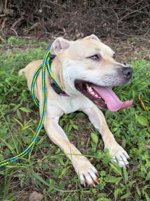 MAE MAE, Pit Bull Terrier, adult, available for adoption