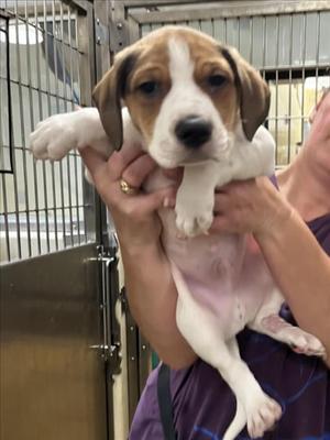 MOCHA, Hound, puppy, available for adoption