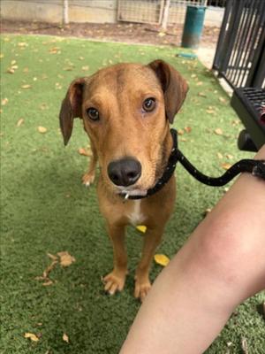 PIPPI**, Hound, young, available for adoption