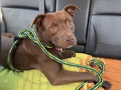 LITTLE BEAR, Pit Bull Terrier / Labrador Retriever, young, available for adoption