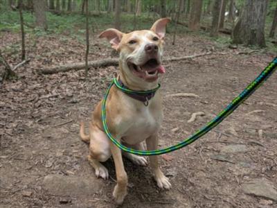 WALLABY, Terrier, young, available for adoption