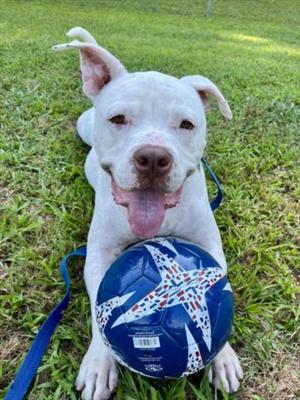 DRAKE, Pit Bull Terrier, adult, available for adoption