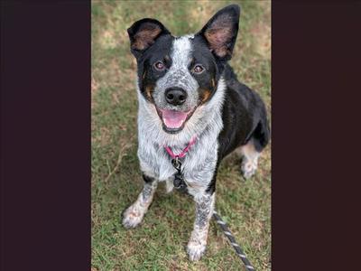 JOJO, Australian Cattle Dog/Blue Heeler, adult, available for adoption