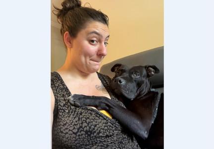 GRENCH, Pit Bull Terrier, adult, available for adoption