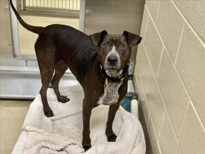 LEO, Labrador Retriever, adult, available for adoption