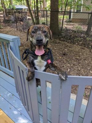 RICO, Pit Bull Terrier, young, available for adoption