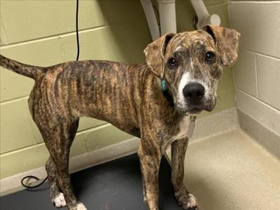 PEANUT, Hound / Pit Bull Terrier, young, available for adoption