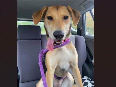 MOCHA, Hound, young, available for adoption
