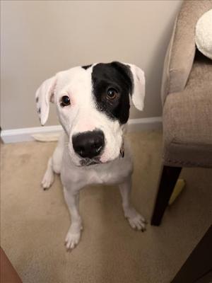 PEARL, American Staffordshire Terrier, adult, available for adoption