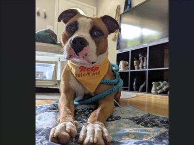 CLAYTHAN, Pit Bull Terrier, young, available for adoption