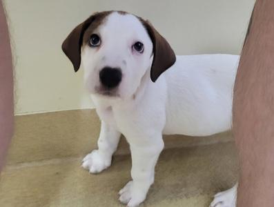 a white puppy with brown ears standing on a tiled floor