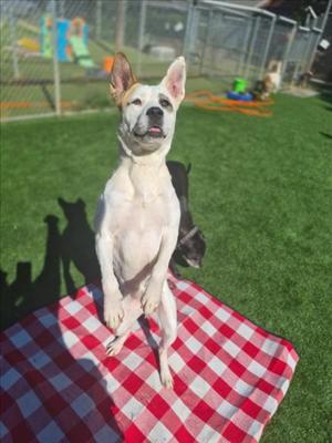GINGER, Akita, adult, available for adoption
