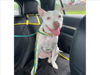 BEE, Pit Bull Terrier, adult, available for adoption