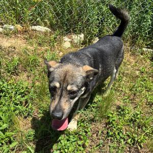 Mutt, Pinscher, Miniature, adult, available for adoption