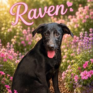 Raven, Retriever, Black Labrador, adult, available for adoption