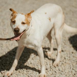 A white dog with brown spots on its ears and back, standing on a gravel surface, with its tongue out and looking towards the camera.