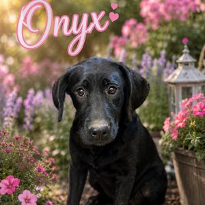 Onyx, Retriever, Black Labrador, adult, available for adoption