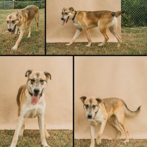 A collage of four images of a dog. The dog is light brown with a white chest and muzzle. In the top left, the dog is walking on grass. In the top right, the dog is walking on grass with its tongue out. In the bottom left, the dog is standing on grass with its tongue out. In the bottom right, the dog is standing on grass.