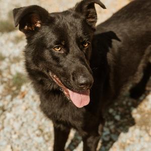 Harley 3, Retriever, Black Labrador, adult, available for adoption