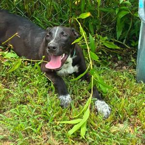 Everest, Mixed Breed (Large), adult, available for adoption