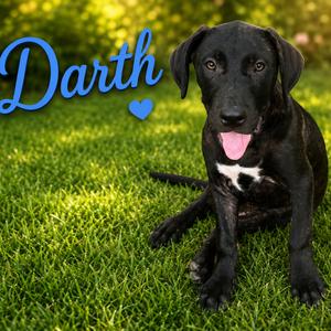 Darth, Retriever, Black Labrador, adult, available for adoption