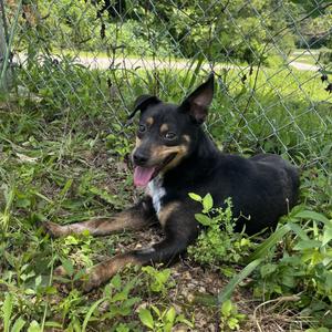 Jeph, Pinscher, Miniature, adult, available for adoption