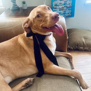 Moana, Retriever, Yellow Labrador, adult, available for adoption