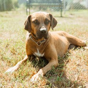 Annie, Retriever, Labrador, adult, available for adoption