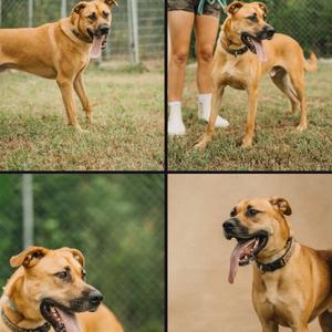 A collage of four images featuring a brown dog with a black muzzle and ears. The dog is shown in various poses, including standing, walking, and with its tongue out. The background includes grass and a fence.
