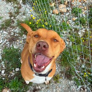 Nova/ Cora, Terrier, American Pit Bull, adult, available for adoption