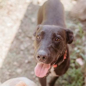 Paige, Retriever, Black Labrador, adult, available for adoption