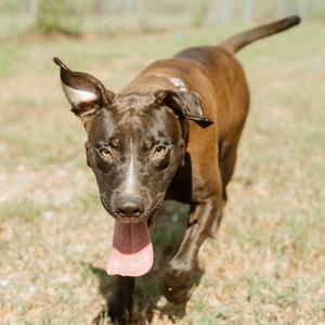 Luna, Retriever, Black Labrador, adult, available for adoption