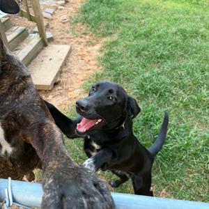 Ace, Retriever, Black Labrador, adult, available for adoption