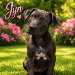 Jyn, Retriever, Black Labrador, adult, available for adoption