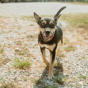 A black and tan dog with a red collar is walking towards the camera on a gravel path. The dog has perked ears and a wagging tail, and the background is a natural outdoor setting with some grass and a blurred path.