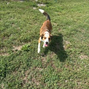 A brown and white dog running on a grassy field.
