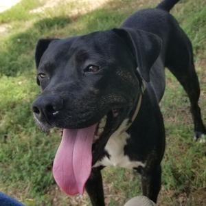 Danny, Terrier, American Staffordshire, adult, available for adoption