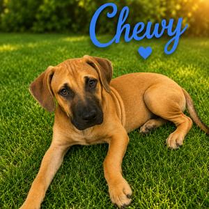 Chewy, Retriever, Black Labrador, adult, available for adoption