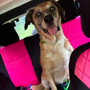 Erin, Mixed Breed (Large), adult, available for adoption