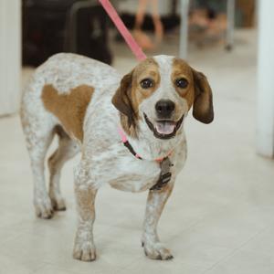 Lily, Hound, Basset, adult, available for adoption