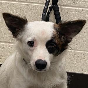 Luna, adult, available for adoption