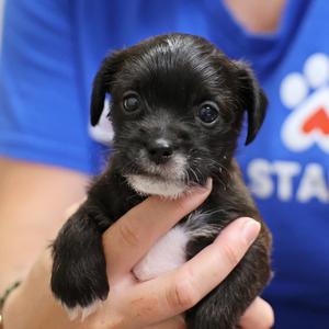 Carmela, Yorkshire Terrier Mix, puppy, available for adoption