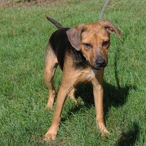 A brown and black dog standing on a grassy field, looking towards the camera.
