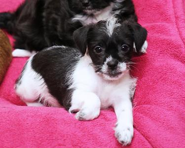 Adrianna, Yorkshire Terrier Mix, puppy, available for adoption
