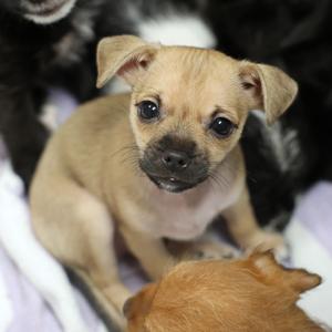 Christopher, Yorkshire Terrier Mix, puppy, available for adoption