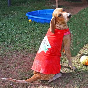 Missy, English Coonhound (Redtick Coonhound) Mix, young, available for adoption