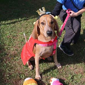 Missy, English Coonhound (Redtick Coonhound) Mix, young, available for adoption