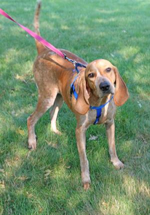 A brown dog with long ears and a blue harness standing on grass, attached to a pink leash.