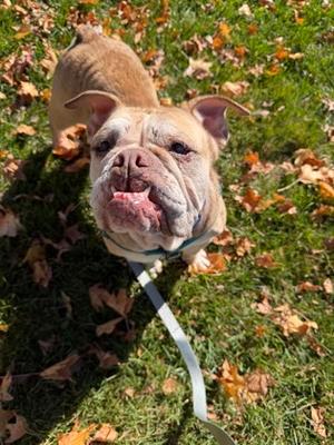 Bella, English Bulldog Mix, senior, available for adoption